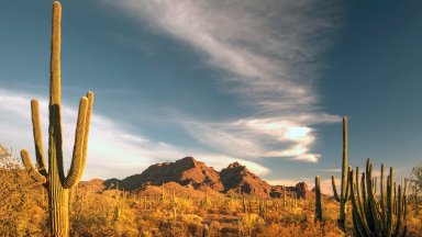 Organ Pipe Cactus National Monument, AZ - desktop wallpaper