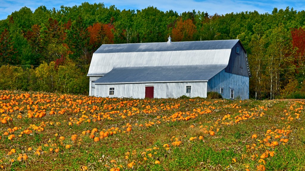 Pumpkin Farm, Sussex, New Brunswick Canada - desktop wallpaper