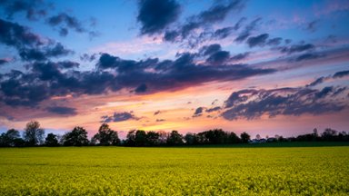 Flowering Rape Field, Baden-Württemberg, Germany - desktop wallpaper