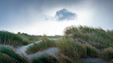 Sea Grass, Juist, Germany - desktop wallpaper