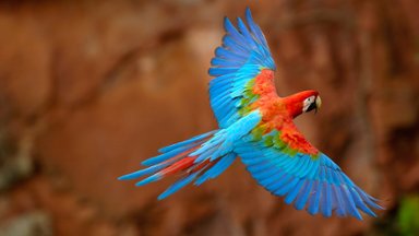 Red and Green Macaw, Mato Grosso do Sul, Brazil - desktop wallpaper