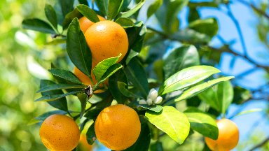 Ripe Florida Oranges - desktop wallpaper