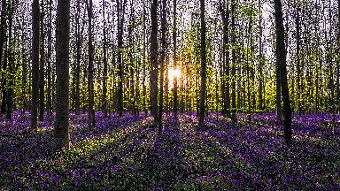 Flowering Bluebells, Hallerbos Forest, Belgium - desktop wallpaper