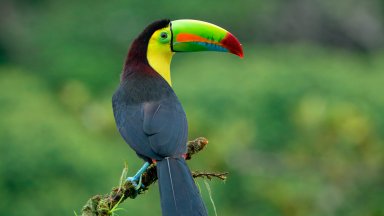 Keel-billed Toucan, Costa Rica - desktop wallpaper