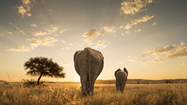Mother Elephant and Calf in the African Savanna - desktop wallpaper