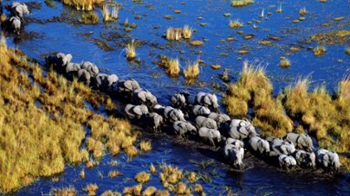 Elephant Crossing, Okavango Delta, Botswana - desktop wallpaper