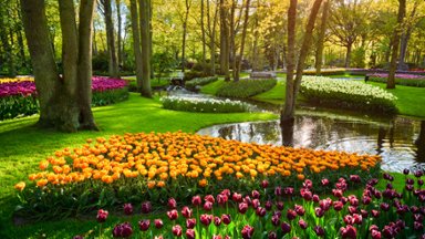 Blooming Flowers, Keukenhof, Lisse, Netherlands - desktop wallpaper