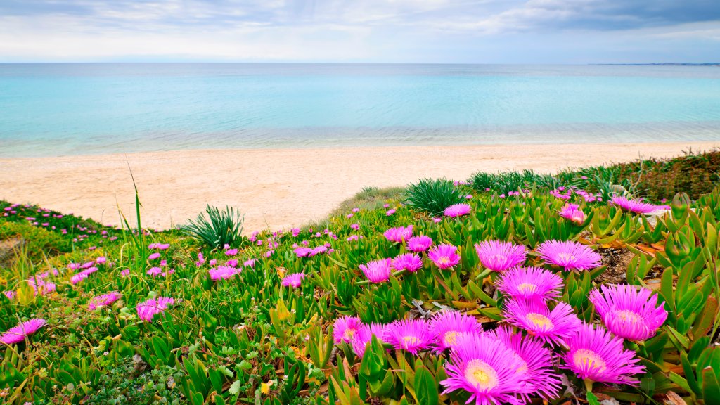 Blooming Ice Plants, Chalkidiki, Greece - desktop wallpaper