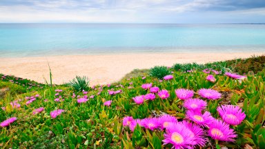 Blooming Ice Plants, Chalkidiki, Greece - desktop wallpaper