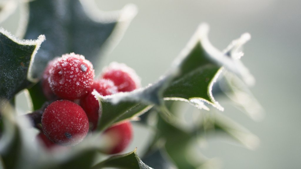 Detail of a Holly Branch - desktop wallpaper