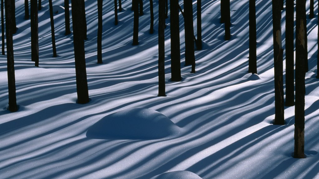 Lodgepole Pine Forest, Yellowstone National Park, WY - desktop wallpaper