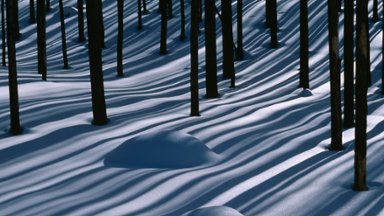 Lodgepole Pine Forest, Yellowstone National Park, WY - desktop wallpaper