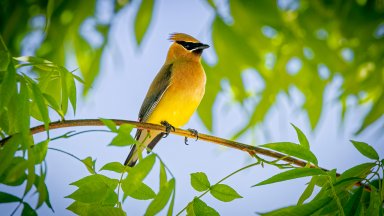 Cedar Waxwing, Fort Collins, CO - desktop wallpaper