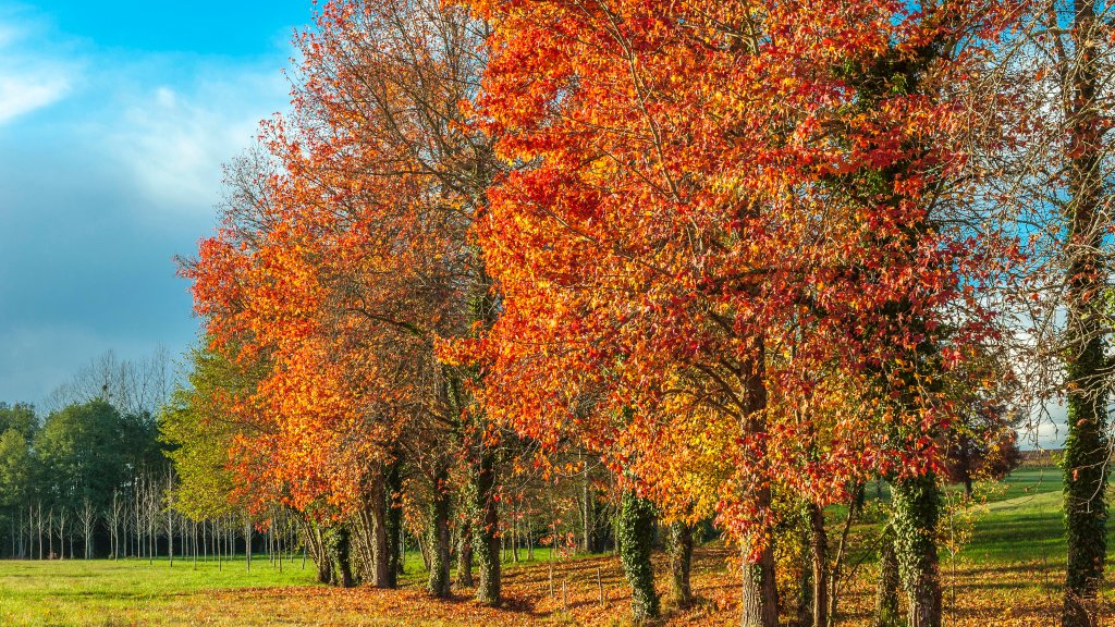 Sweetgum Trees, Sauternes, France - desktop wallpaper