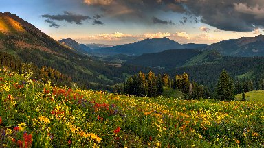 Wildflowers, Crested Butte, Colorado - desktop wallpaper