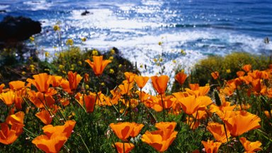 California Poppies, Near Big Sur, California - desktop wallpaper