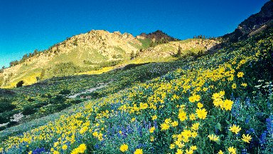 Blue Lupine and Yellow Viguiera, Wasatch-Cache National Forest, UT - desktop wallpaper