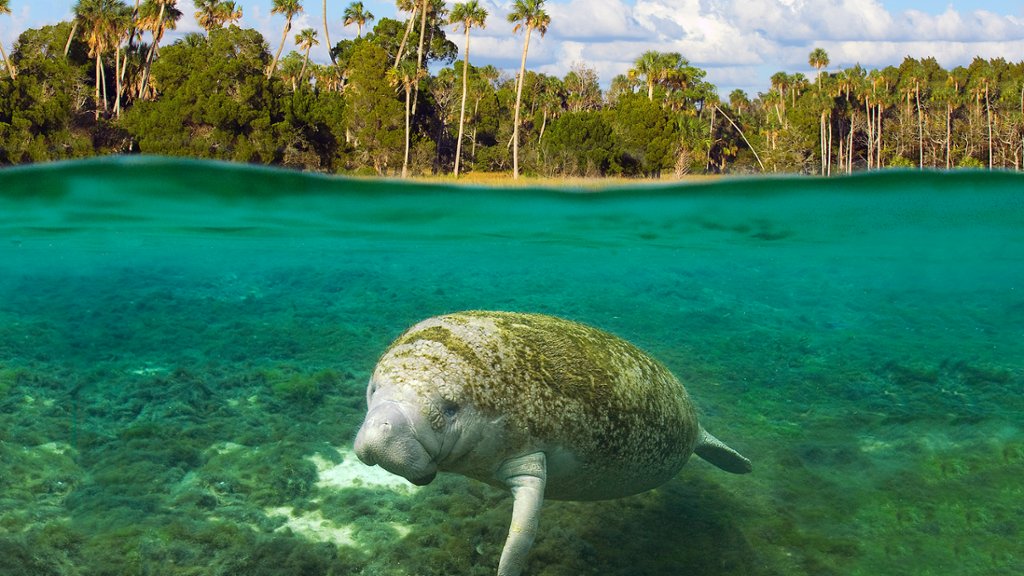 Subadult Florida Manatee, Crystal River, Florida - desktop wallpaper