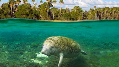 Subadult Florida Manatee, Crystal River, Florida - desktop wallpaper