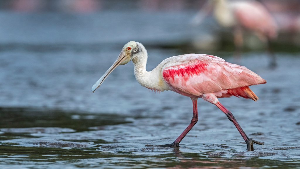 Roseate Spoonbill, Los Llanos, Colombia - desktop wallpaper