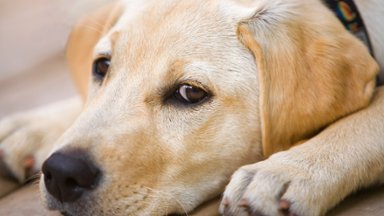 Labrador-Golden Retriever Puppy, Canada - desktop wallpaper