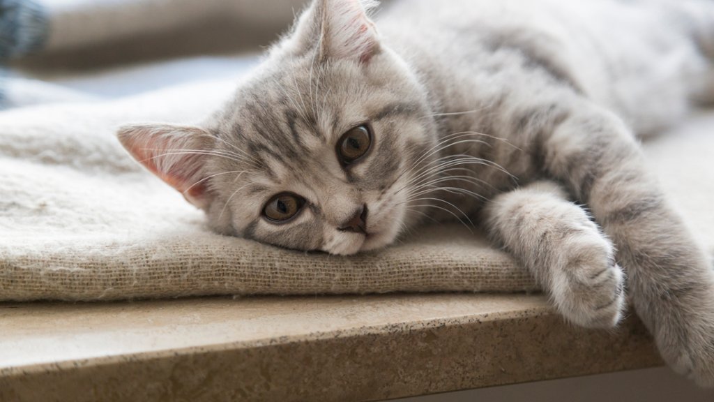British Shorthaired Kitten - desktop wallpaper