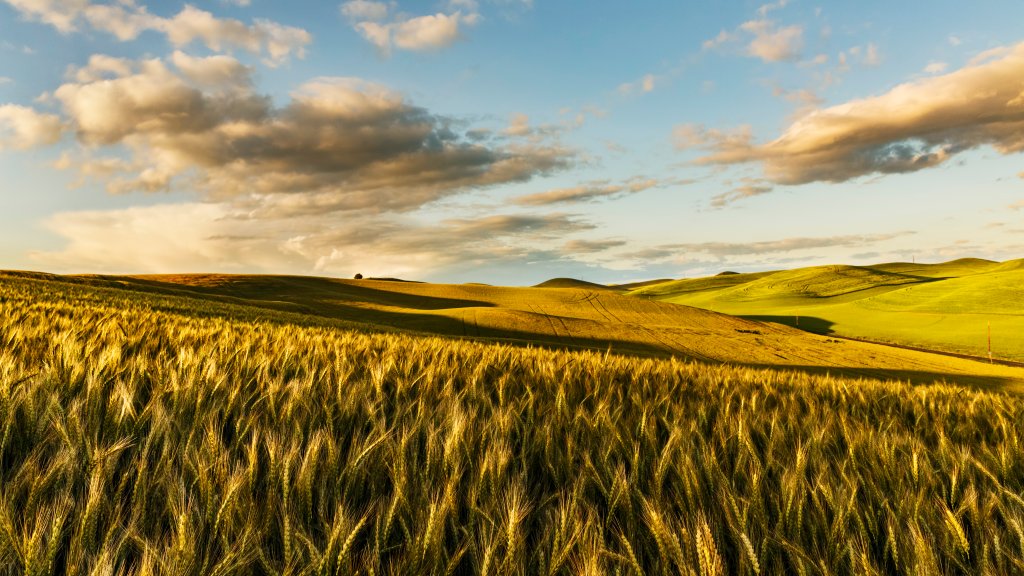 Wheat Field, Palouse Region, WA - desktop wallpaper