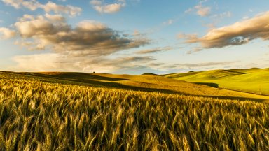 Wheat Field, Palouse Region, WA - desktop wallpaper