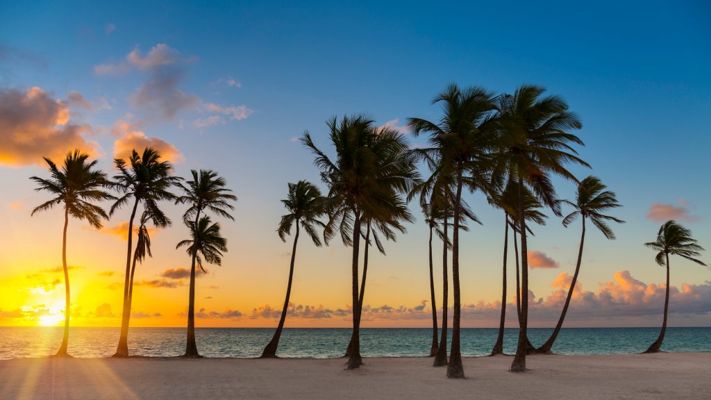 Row of Palm Trees, Dominican Republic, Hispaniola, Caribbean - desktop wallpaper