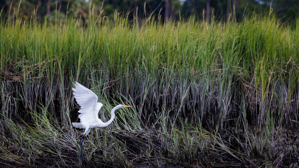 A Great Egret, Charleston, SC - desktop wallpaper