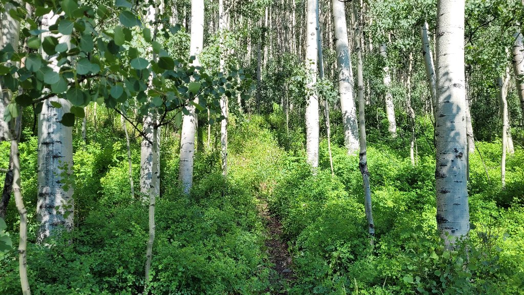 Aspens, Grand Mesa, Uncompahgre, Gunnison National Forest, CO - desktop wallpaper