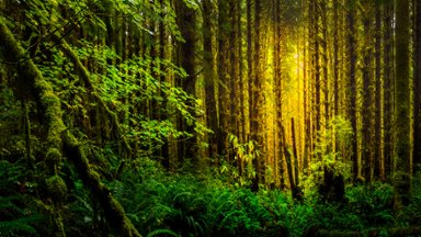 Morning Light, Hoh Rainforest, Olympic N.P., Washington - desktop wallpaper