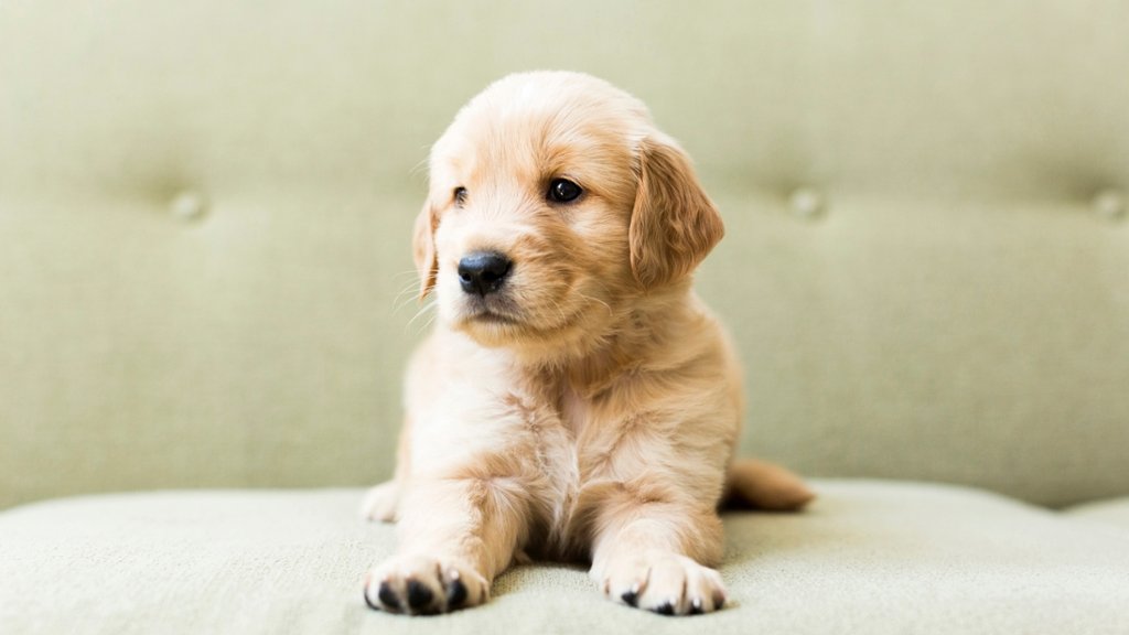 Puppy Love - desktop wallpaper