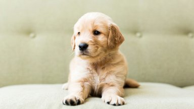 Puppy Love - desktop wallpaper