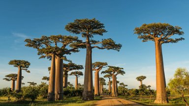Baobab Trees, Baobab Avenue, Madagascar, Africa - desktop wallpaper