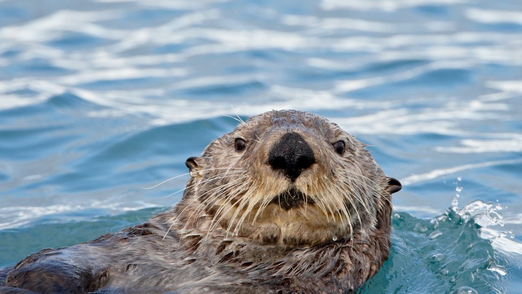 Sea Otter, Homer, Alaska - desktop wallpaper