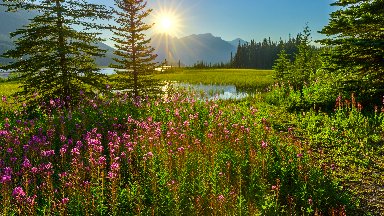 Wild Fireweed, North Saskatchewan River, Banff NP, Canada - desktop wallpaper
