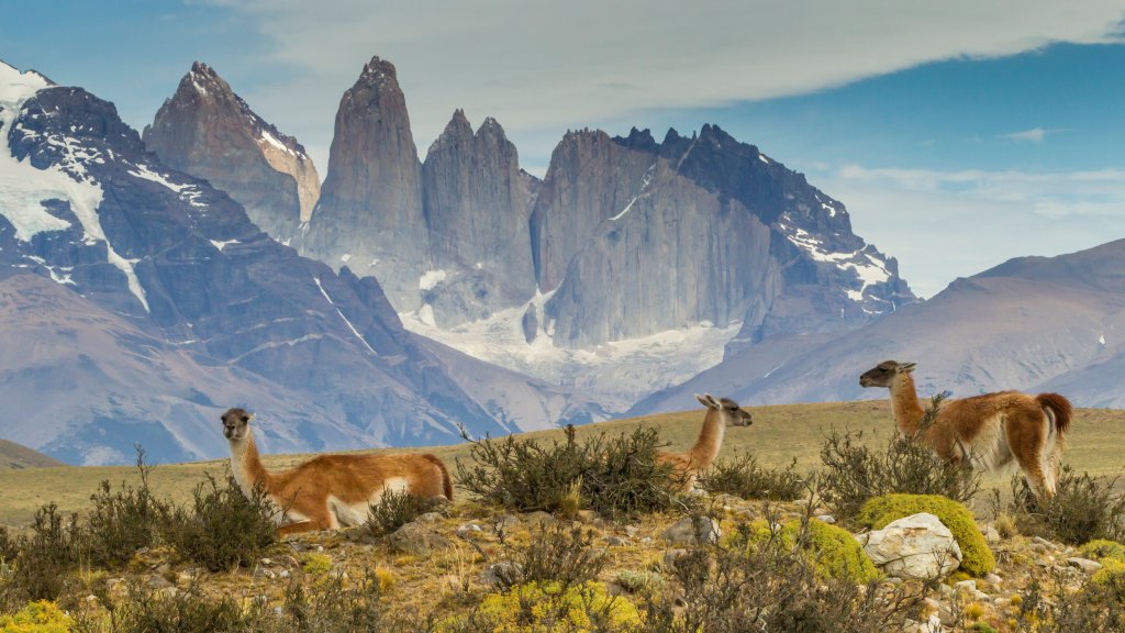 Guanacos, Torres del Paine NP, Patagonia, Chile - desktop wallpaper