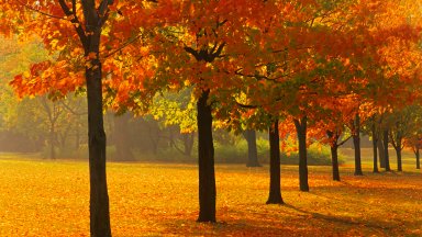 Sugar Maple Trees, Guelph, Canada - desktop wallpaper
