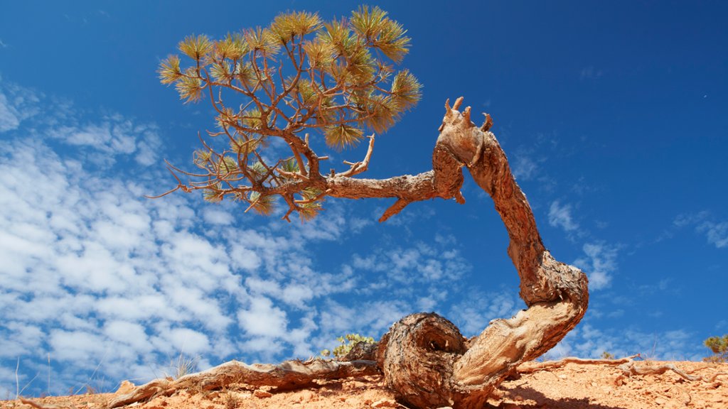 Twisted Pine Tree, Bryce Canyon National Park, UT - desktop wallpaper