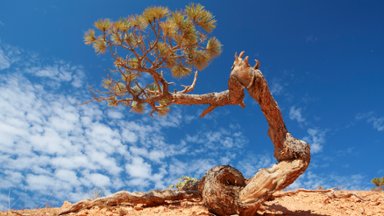 Twisted Pine Tree, Bryce Canyon National Park, UT - desktop wallpaper