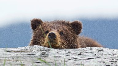Brown Bear Cub, Tongass National Forest, Alaska - desktop wallpaper