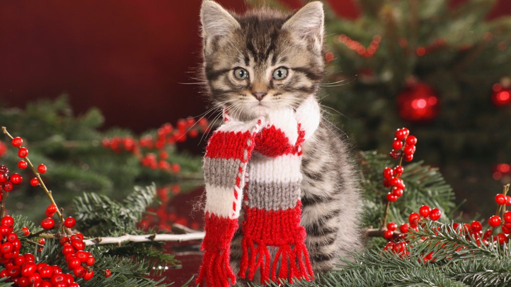 Christmas Tabby - desktop wallpaper