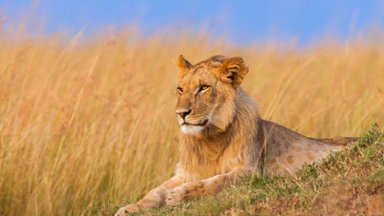 Young Lion, Maasai Mara National Reserve, Kenya - desktop wallpaper