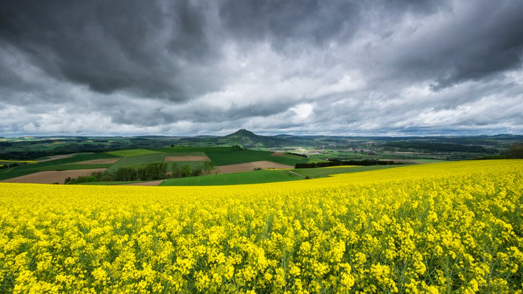 Rapeseed Field, Baden-Wuerttemberg, Germany - desktop wallpaper