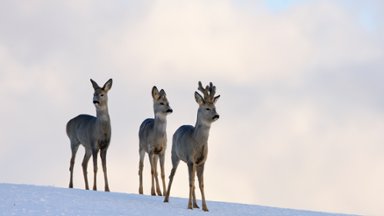 384x216.jpg