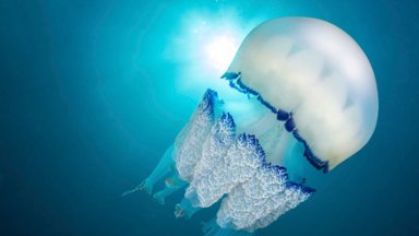Barrel Jellyfish, Agathoise Coast, France - desktop wallpaper