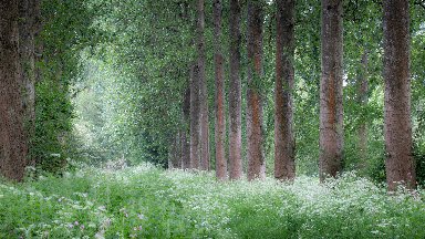 Poplar Trees, Sherborne Estate, Cotswolds, UK - desktop wallpaper