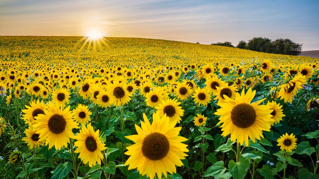 Sunflower Field, Newbury, West Berkshire, UK - desktop wallpaper