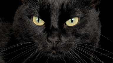 House Panther - desktop wallpaper